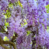 2 Purple Wisteria Tree in 2.5 Inch Pot, Amethyst Wisteria 12-18 Inch Tall, Well - Rooted Purple Flowering Tree, Long Trailing Lavender Purple Flowers