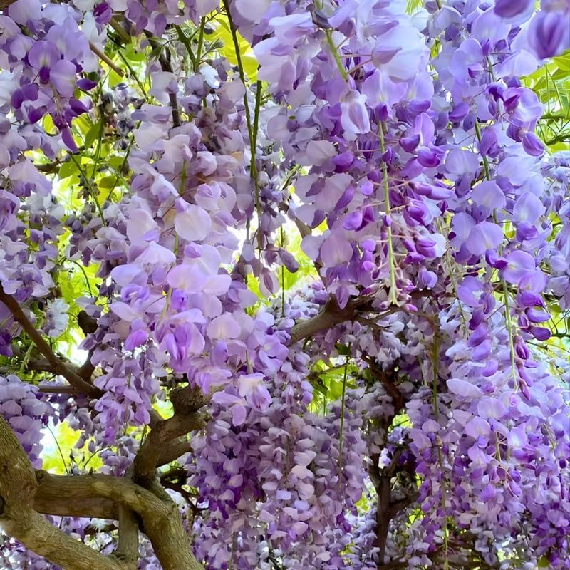 3 American Purple Wisteria - Amethyst Wisteria Live Plant 12-24 Inch, Long Trailing Lavender Purple Flowers, Vigorous Climbing Vine for Pergolas, Trellises & Cottage-Style Gardens