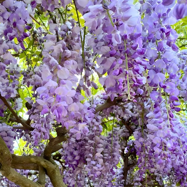 2 Purple Wisteria Tree in 2.5 Inch Pot, Amethyst Wisteria 12-18 Inch Tall, Well - Rooted Purple Flowering Tree, Long Trailing Lavender Purple Flowers