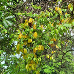 (No Ship to CA,HI,AK) Starfruit Tree Live Plant | 3 Gallon Pot | 30-36 Inches Tall Live Tropical Fruit Plant | Low Maintenance Fruit Tree