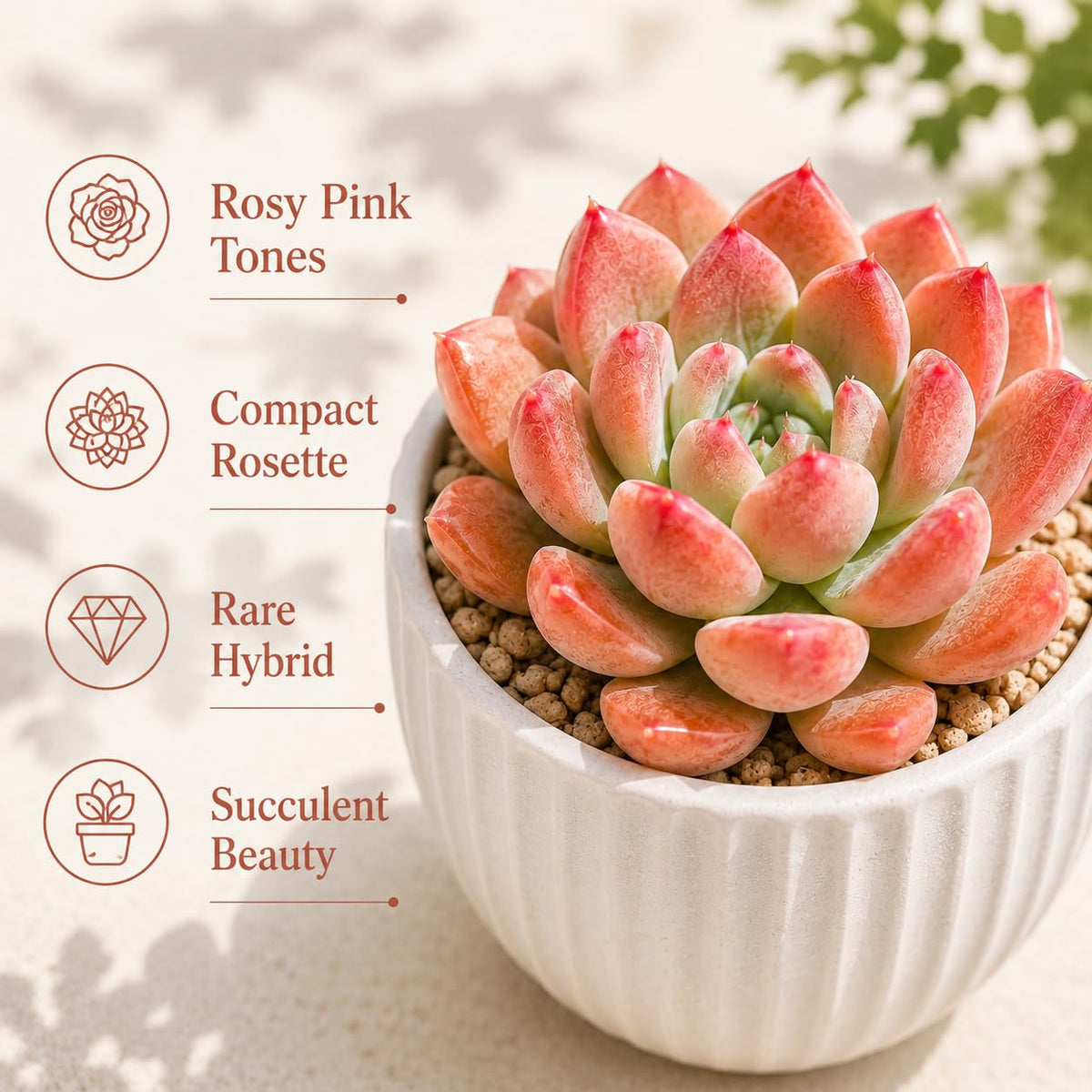 Live Succulent Echeveria Chroma, 2 Inch Pot Rare Succulent Plant Live, Easy Care, Beautiful Vibrant Color for Indoor Décor, Desk & Small Spaces