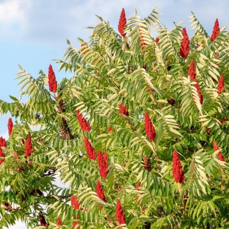 2 Staghorn Sumac Live Plants | 6–12 Inch Tall | Fall Foliage Shrubs | Dormant Plant
