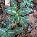 5 Rattlesnake Orchid Roots, Goodyera Pubescens, Low Maintenance Plant, Evergreen Perennial Orchid for Shady Gardens