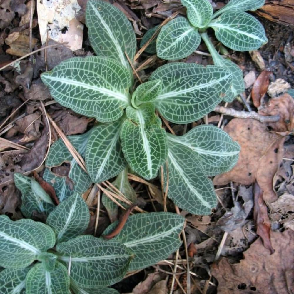 10 Rattlesnake Orchid Roots, Goodyera Pubescens, Low Maintenance Plant, Evergreen Perennial Orchid for Shady Gardens