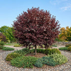 2 Red Chokecherry Trees Live Plants, 2.5 Inch Pot, Hardy, Fast Growing Choke Cherry Tree, Ornamental Red Foliage, Ready for Planting Outdoor