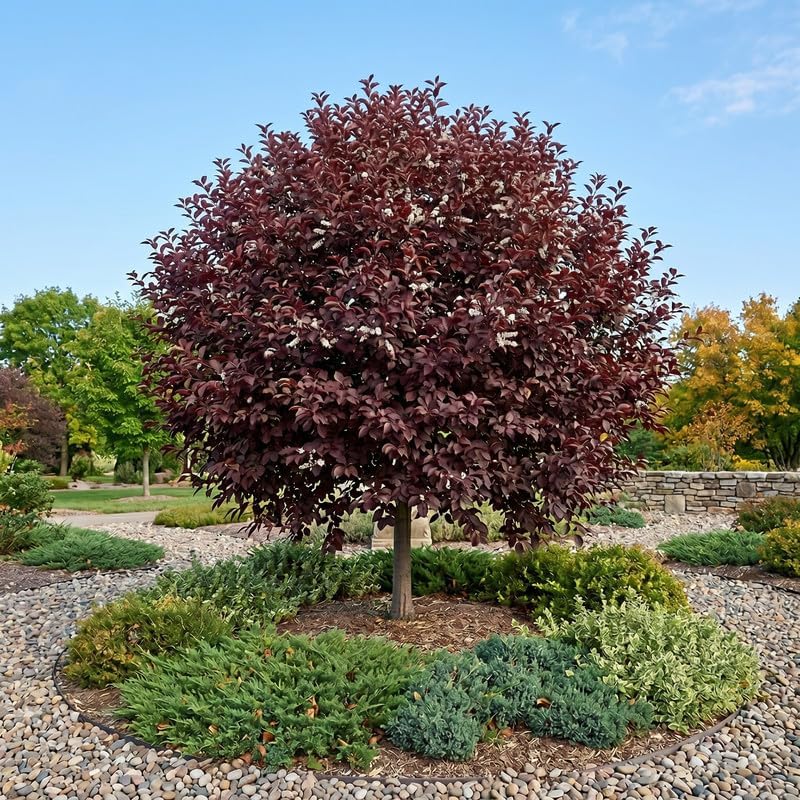 2 Red Chokecherry Trees Live Plants, 2.5 Inch Pot, Hardy, Fast Growing Choke Cherry Tree, Ornamental Red Foliage, Ready for Planting Outdoor