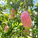 Grafted Valencia Pride Yellow Mango Plant 2.5–3 Ft | Live Mango Fruit Tree | Fast-Growing Tropical Variety for Outdoor Growing & Container Gardening | No Ship to CA,HI,AK