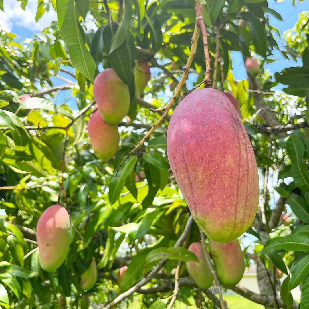 Grafted Valencia Pride Yellow Mango Plant 2.5–3 Ft | Live Mango Fruit Tree | Fast-Growing Tropical Variety for Outdoor Growing & Container Gardening | No Ship to CA,HI,AK
