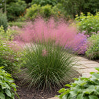 2 Pink Muhly Grass Live Plants, 4-Inch Tall Muhly Grass, Low Maintenance, Fast Growing, Ornamental Grasses Live Plants Perennial, Perfect for Garden Borders or Outdoor Planting