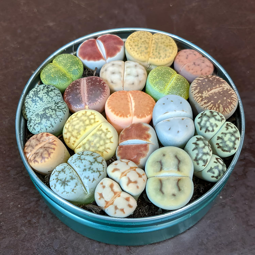 Lithops Large Random Mix Living Stones Succulent Plants Live | 10 Pcs Live Lithops Seedlings | Bare Root Without Pot or Soil, Suitable for Indoor or Outdoor Gardens & Office Use, Friend Plant Lovers