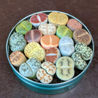 Lithops Large Random Mix Living Stones Succulent Plants Live | 10 Pcs Live Lithops Seedlings | Bare Root Without Pot or Soil, Suitable for Indoor or Outdoor Gardens & Office Use, Friend Plant Lovers
