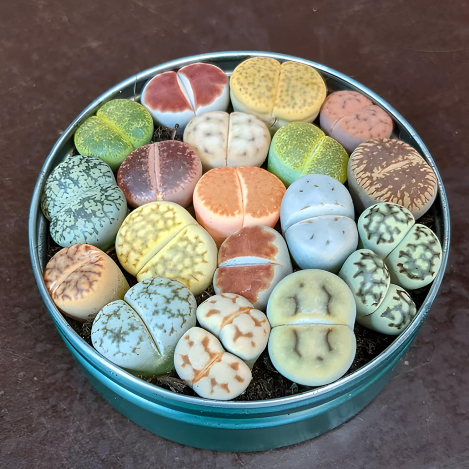 Lithops Large Random Mix Living Stones Succulent Plants Live | 10 Pcs Live Lithops Seedlings | Bare Root Without Pot or Soil, Suitable for Indoor or Outdoor Gardens & Office Use, Friend Plant Lovers
