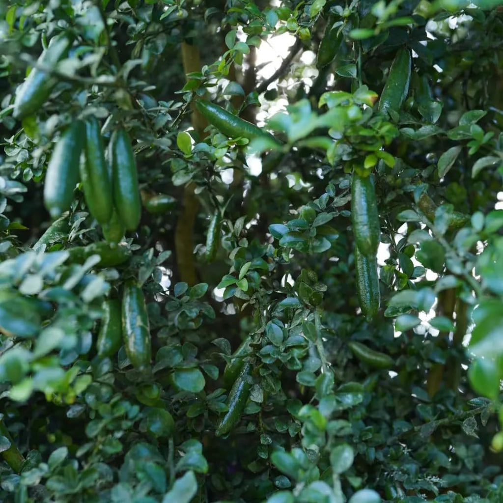 Green Finger Lime Trees Live Plants | 2.5–3 Feet Live Potted Citrus Tree | Citrusy Juicy Fruit for Cooking, Juicing & Home Gardening | No Ship to CA,HI,AK