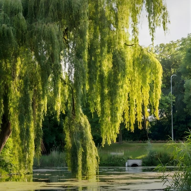 Weeping Willow Live Plants (6–12 Inch) | Elegant Ornamental Shade Tree | Easy-Grow Willow for Lakesides, Gardens & Open Landscapes