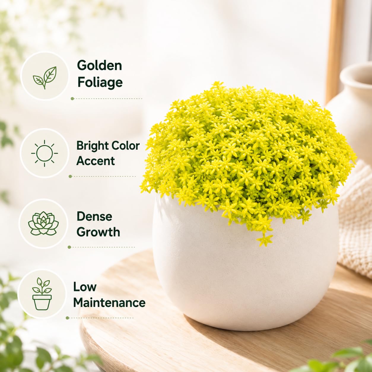 2 Sedum Dasyphyllum Major Succulent Plants, 4 Inch Pot Sedum Plant Live, Hardy, Easy Care Indoor Houseplant, Ideal for Home Décor & Gifts