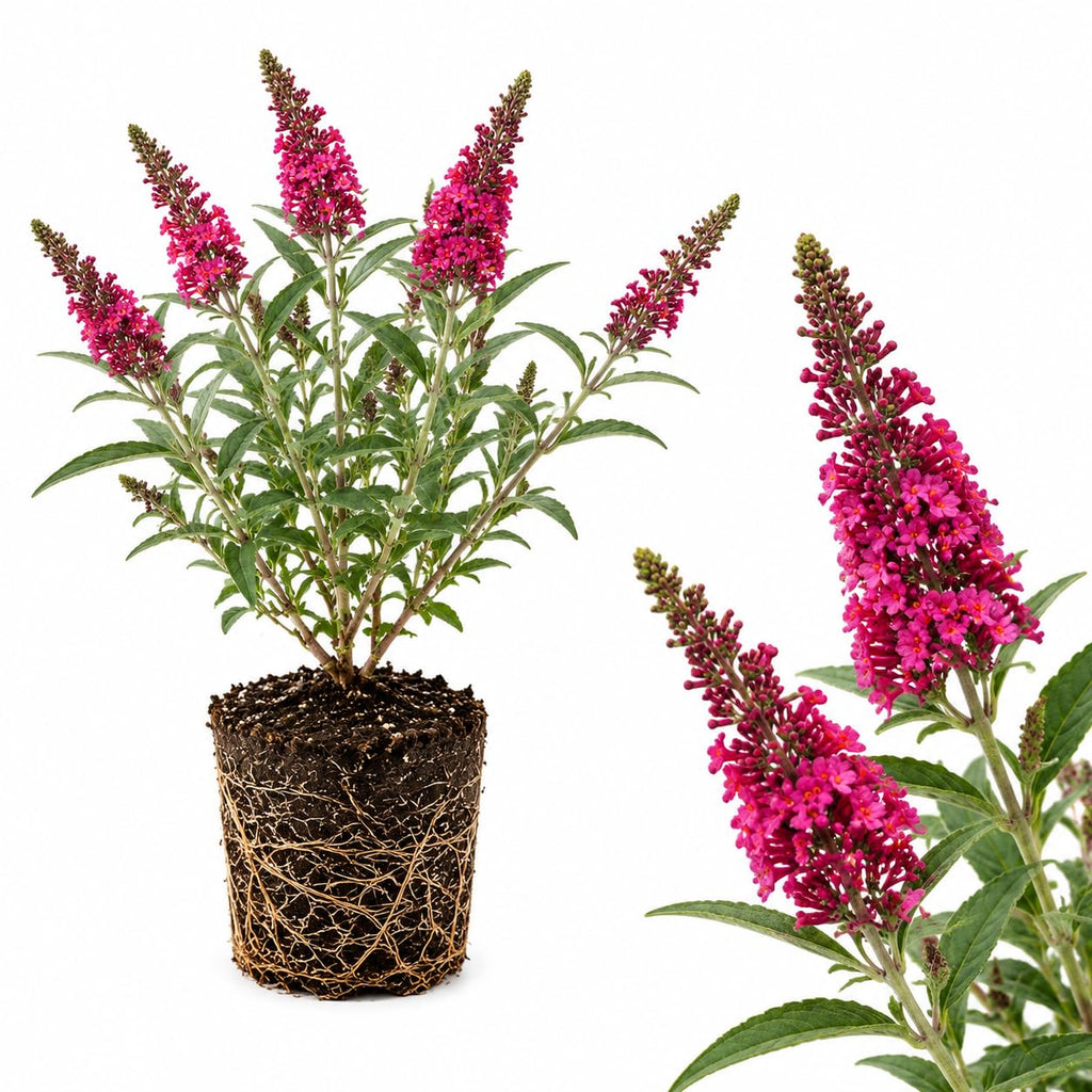 Black Knight Butterfly Bush Live Plant, 4-6 Inch Tall Starter, Deep Purple Flowering Shrub for Backyard and Garden Rows
