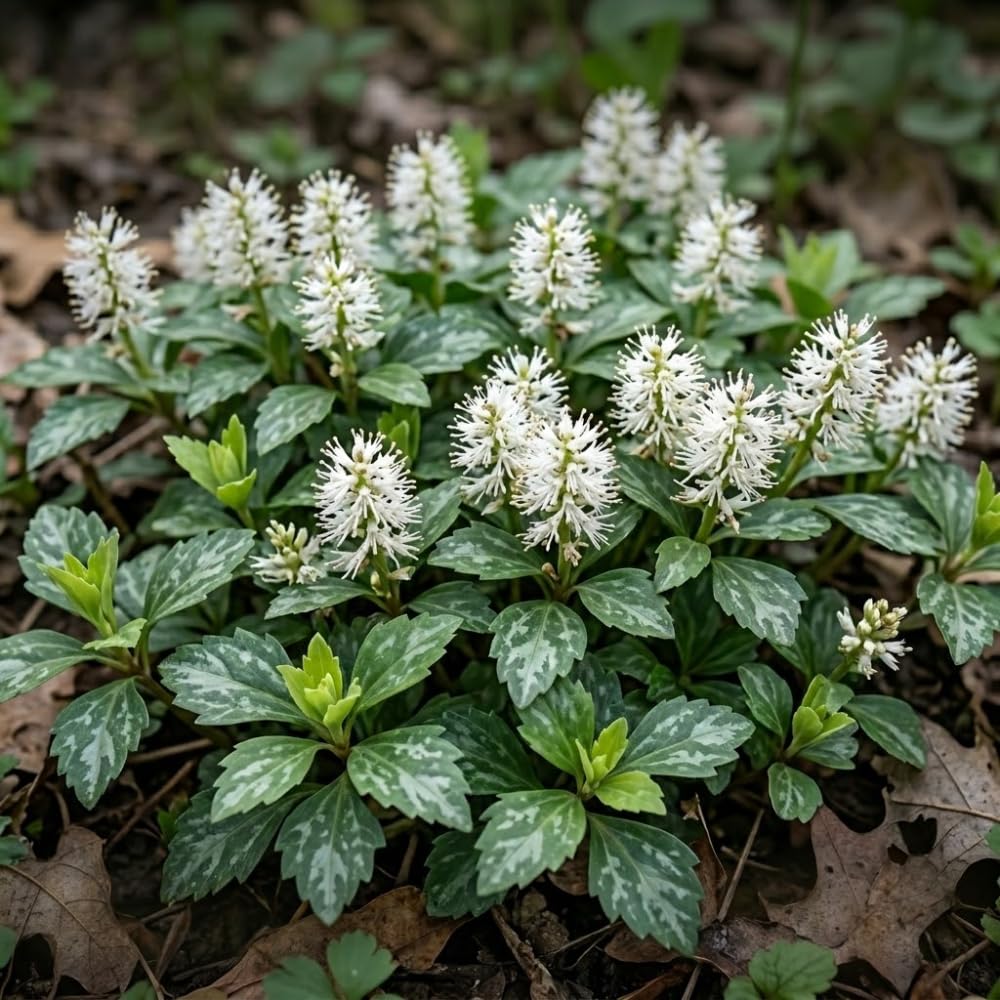 10 Allegheny Spurge Roots System, Pachysandra Procumbens, Vigorous Allegheny Spurge for Shady Backyard Borders