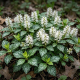 5 Allegheny Spurge Roots System, Pachysandra Procumbens, Vigorous Allegheny Spurge for Shady Backyard Borders