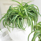 Hanging Curly Spider Plant Live in 4 Inch Pot | Bonnie Spider Plant | Air-Purifying | Low Maintenance | Perfect for Home and Office Decor | Easy Care Starter Plants