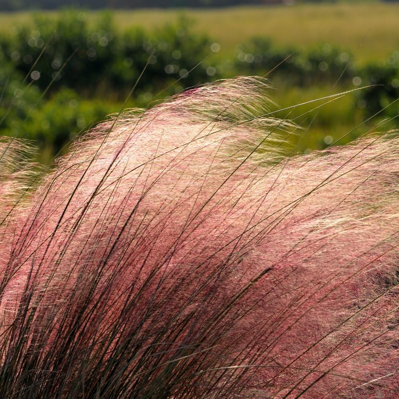 Pink Muhly Grass Plant, 4-Inch Tall, Drought Tolerant, Fast Growing, Tall Ornamental Grasses Live Plants Perennial, Full Sun Plants for Outside