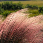 Pink Muhly Grass Plant, 4-Inch Tall, Drought Tolerant, Fast Growing, Tall Ornamental Grasses Live Plants Perennial, Full Sun Plants for Outside