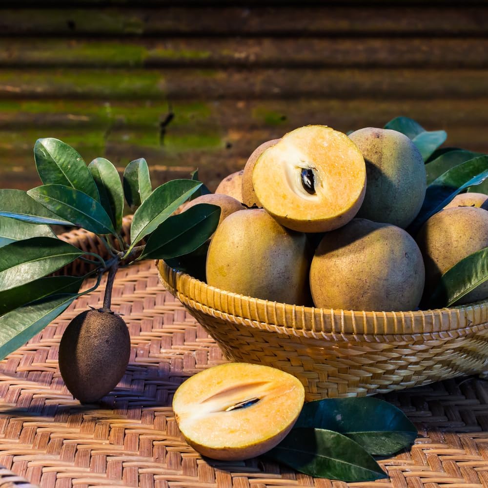 Sapodilla Alano Live Fruit Tree | 30-36 Inches Tall | Sweet Tropical Sapote | Easy to Grow | Great for Home Gardens & Warm Climates | No Ship to CA,HI,AK