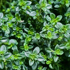 2 Thyme Plants Live, Lemon Thyme, Aromatic Potted Herb, Well-Rooted 4" Plant for Indoor Windowsills and Outdoor Spots