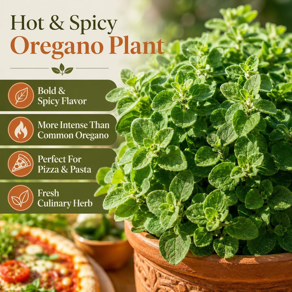2 Hot & Spicy Oregano Plants Live for Planting, 3" Pot, Non GMO Oregano Plant, Drought Tolerant, Aromatic Perennial Herb Plant, for Vegetable Garden