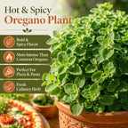 2 Hot & Spicy Oregano Plants Live for Planting, 3" Pot, Non GMO Oregano Plant, Drought Tolerant, Aromatic Perennial Herb Plant, for Vegetable Garden