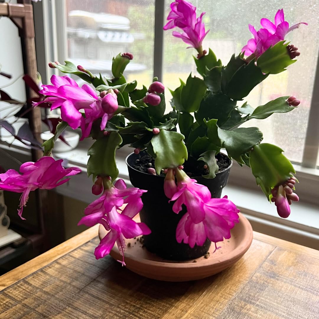 2 Yellow Christmas Cactus Plant Live | 3 to 4 Inch Tall Indoor | Housewarming Friendship Gifts for Women Best Friend Presents for Mom Birthday Gift for New Home
