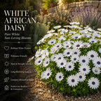 White African Daisy Plant Live, 3" Pot, Low Maintenance Bright Flower for Tabletop, Sunroom and Outdoor Garden