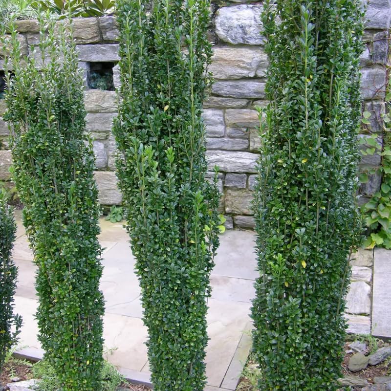 Sky Pencil Holly Live Plant in 2.5-Inch Pot | Ilex Crenata Live Evergreen Shrub | Narrow Columnar Vertical Growth for Small Spaces and Entryways