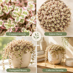 2 Sedum Dasyphyllum Major Succulent Plants, 4 Inch Pot Sedum Plant Live, Hardy, Easy Care Indoor Houseplant, Ideal for Home Décor & Gifts