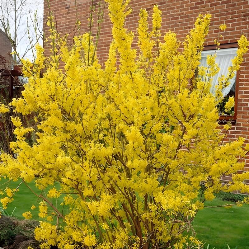 Lynwood Gold Forsythia Live Shrub | Quart Pot Forsythia Bush | Outdoor Plant for Landscape Use | Great for Garden Borders