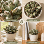 Dischidia Million Hearts Trailing Succulent Plant Live, 3 Inch Pot, Fully Rooted Live Succulent Plant, Easy-Care Houseplant for Shelves, Containers & Indoor Décor