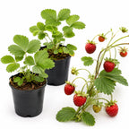 2 Mountain Strawberry Plants for Fall Planting, 3-6" Tall in Pot, Live Strawberry Plant, Cold Hardy Perennial Fruit Plants, for Backyard Gardens and Hanging Baskets