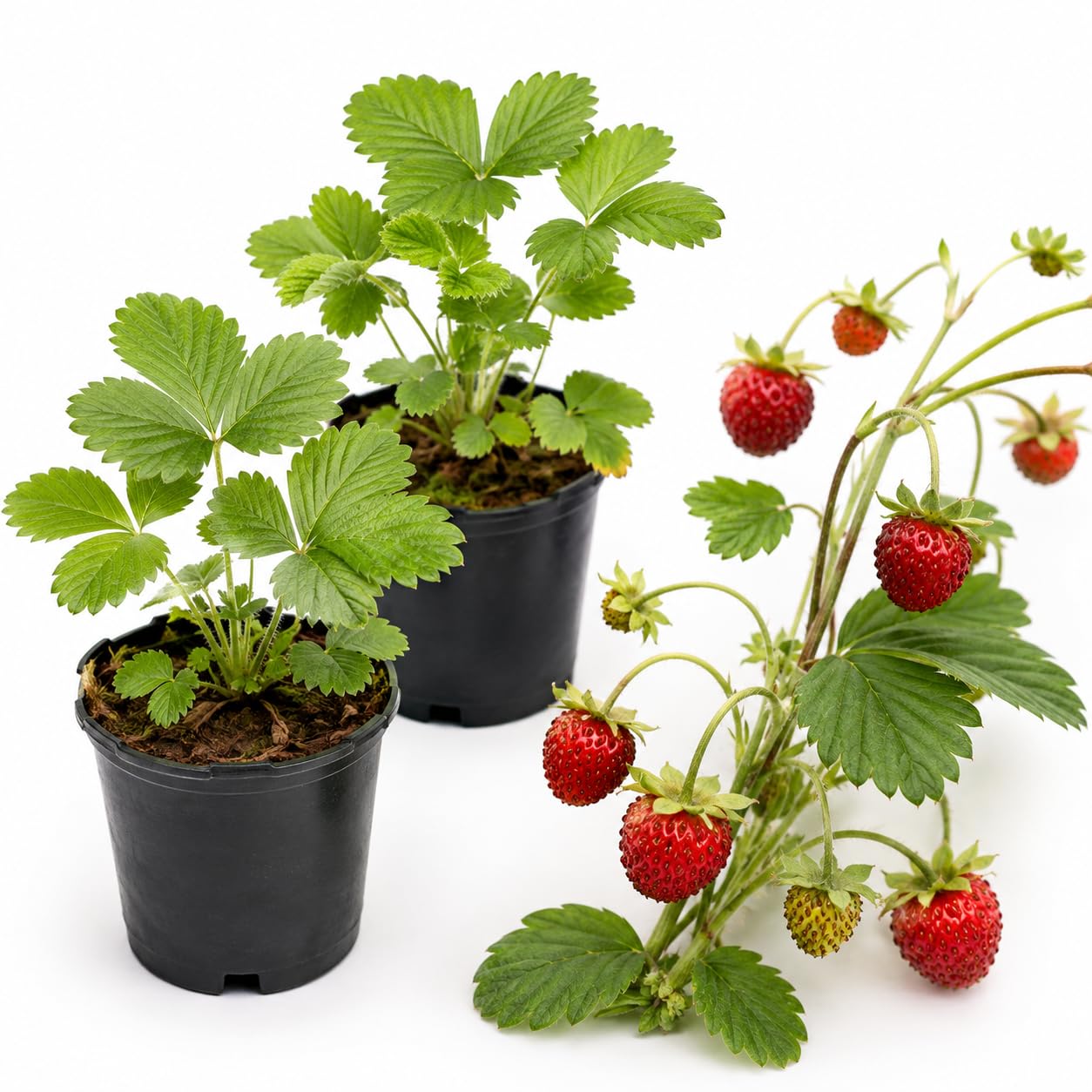 2 Mountain Strawberry Plants for Fall Planting, 3-6" Tall in Pot, Live Strawberry Plant, Cold Hardy Perennial Fruit Plants, for Backyard Gardens and Hanging Baskets