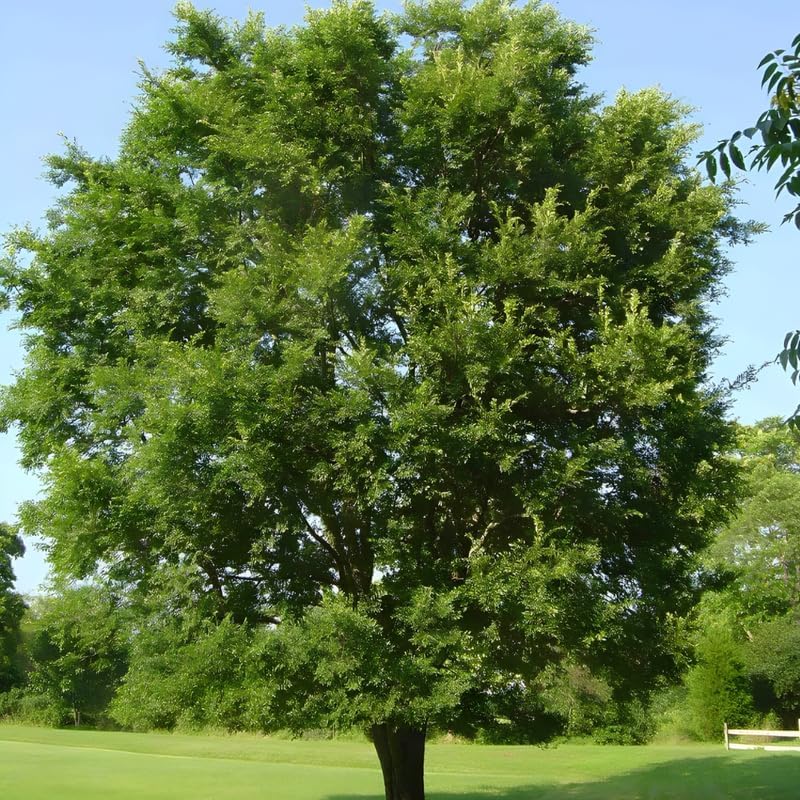 10 Siberian Elm Trees for Planting | Fast-Growing Cold Hardy Elm Tree for Landscaping | 1-2 Ft Tall Live Tree for Yard, Garden & Windbreaks
