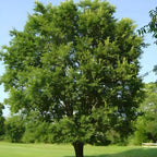 10 Siberian Elm Trees for Planting | Fast-Growing Cold Hardy Elm Tree for Landscaping | 1-2 Ft Tall Live Tree for Yard, Garden & Windbreaks