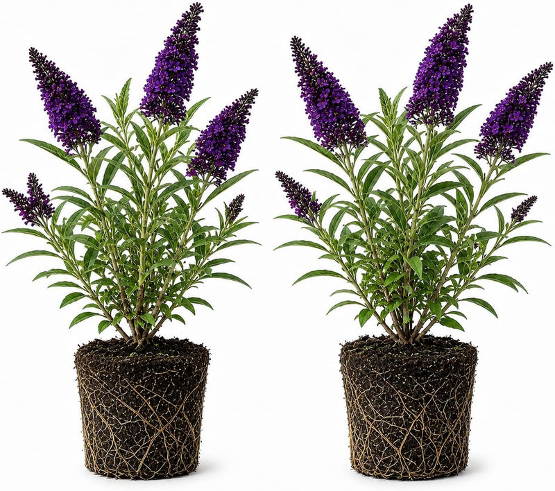 2 Butterfly Bushes Plant Live – Buddleia, 4-6 Inch Size, Low Maintenance Fragrant Flowering Perennial for Outdoor Decorative Pots