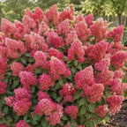 Little Quick Fire Hydrangea Plants Live, Live Hydrangea Plant in Quart Pot, Well-Rooted Cold-Hardy Shrub, Two-Toned Blooms for Gardens