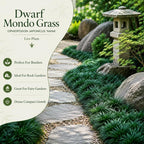 4 Dwarf Mondo Grass Plants Live, 4-8" Tall, Non GMO Ornamental Grass Live Plant, Drought Tolerent, High-Density Ground Cover for Shaded Backyard & Patio Pathway