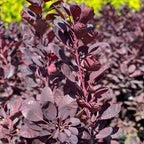 2 Purple Smoke Tree Plants Live, 12-18 Inch Tall in 4" Pot, Royal Purple Foliage Ornamental Shrub, Cold-Hardy Decorative Plant for Sun