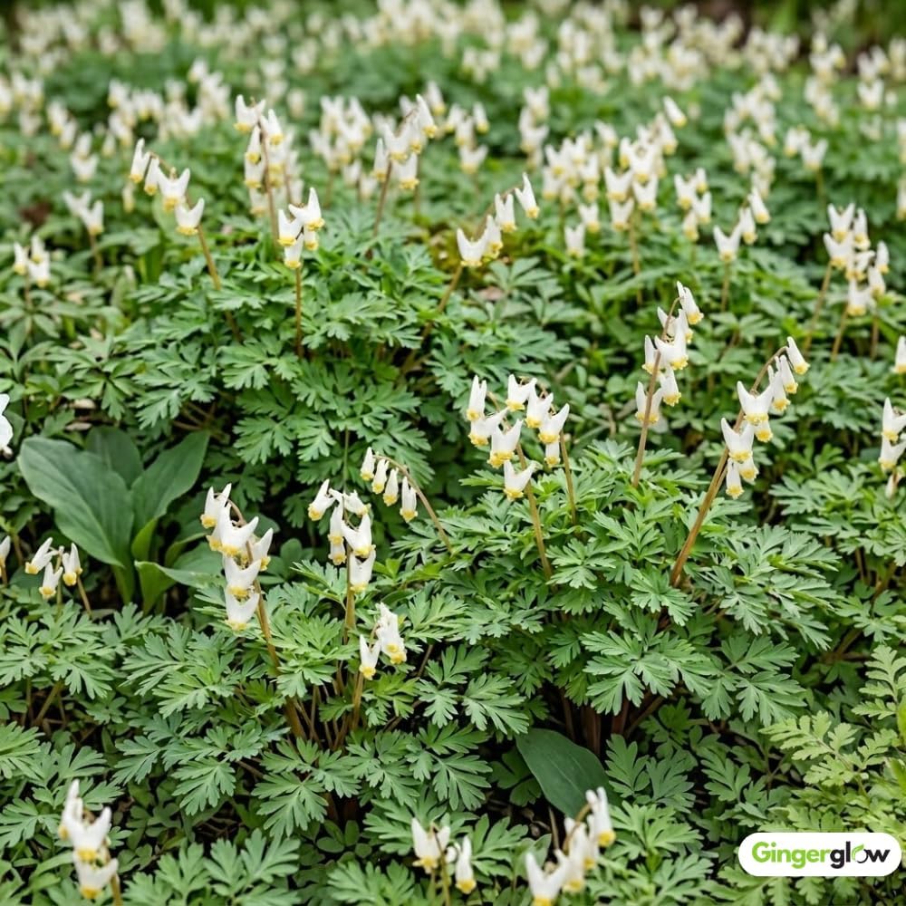 5 Dutchman’s Breeches Bare Root Plant, Dicentra cucullaria, Low Maintenance, East to Grow, Cold Hardy, Shade-Loving Perennial for Woodland Gardens & Landscapes