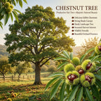 Chestnut Tree Live Plant, 6-10" Tall, Sturdy Cold-Hardy Shade Tree for Edible Landscapes - Sweet Roasting Chestnuts & Broad Canopy for Home Gardens