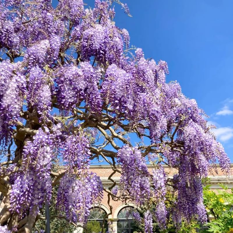 2 Purple Wisteria Live Plant 12-24 Inch, Amethyst Wisteria with Purple Blooms, Fast-Growing Fragrant Flowering Vine, Perfect for Home Décor & Garden Entrances
