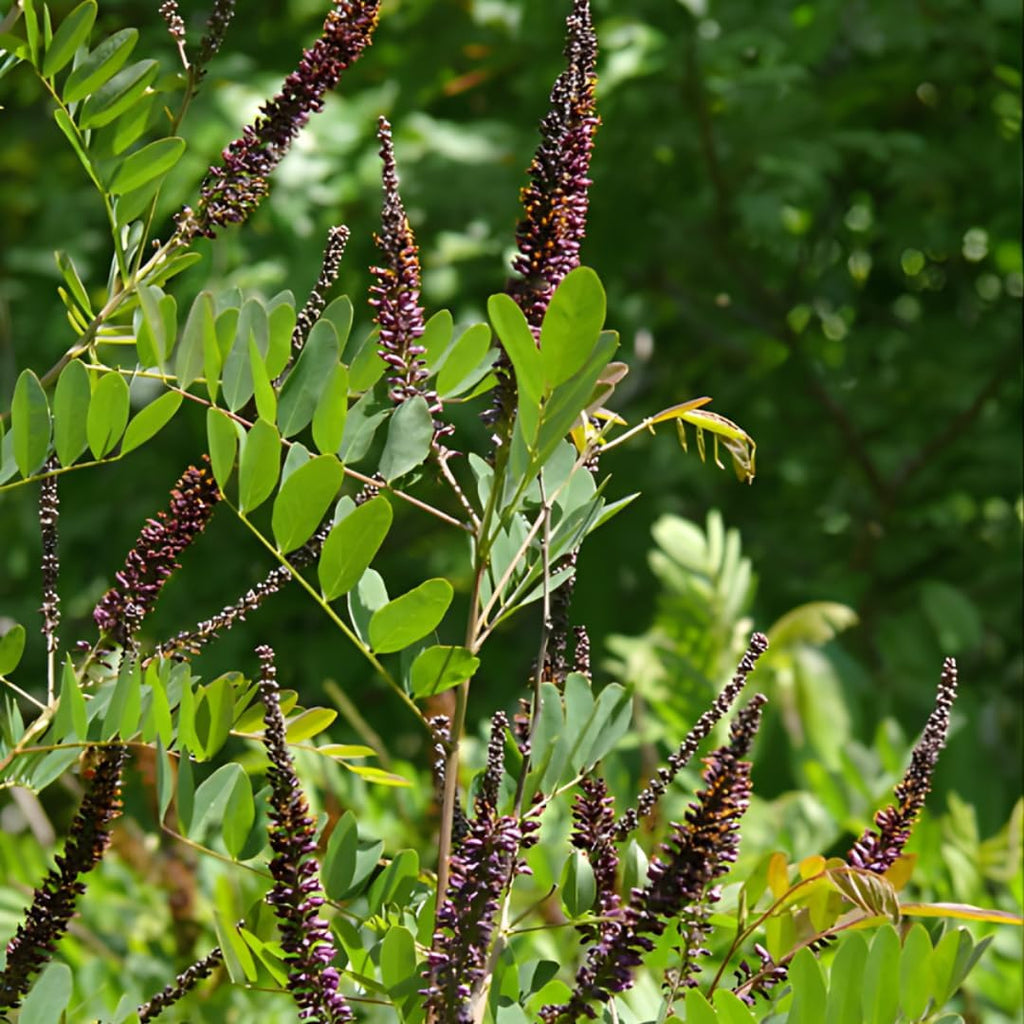 False Indigo Bush Live Plant 6-12 Inch | Amorpha fruticosa | Hardy Flowering Shrub with Deep Purple Spikes | Ideal for Pollinator Gardens & Landscapes