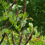 False Indigo Bush Live Plant 6-12 Inch | Amorpha fruticosa | Hardy Flowering Shrub with Deep Purple Spikes | Ideal for Pollinator Gardens & Landscapes