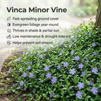 Vinca Plants - Vinca Minor, 4 Inch Size, Low Maintenance Evergreen Vine for Erosion Control and Shady Borders
