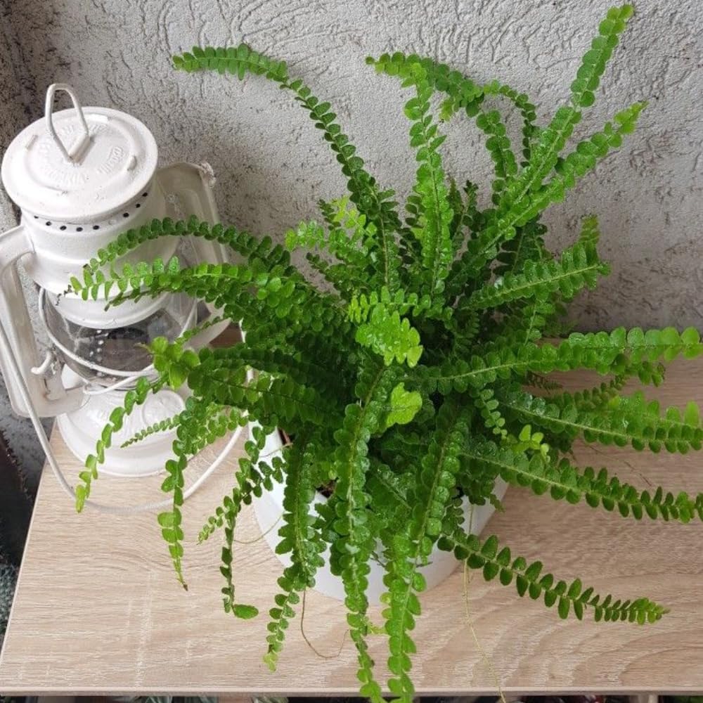 Lemon Button Fern Plant, 2 Inch Pot Size, Easy Care Indoor Greenery, Petite Round Foliage for Home and Office Décor
